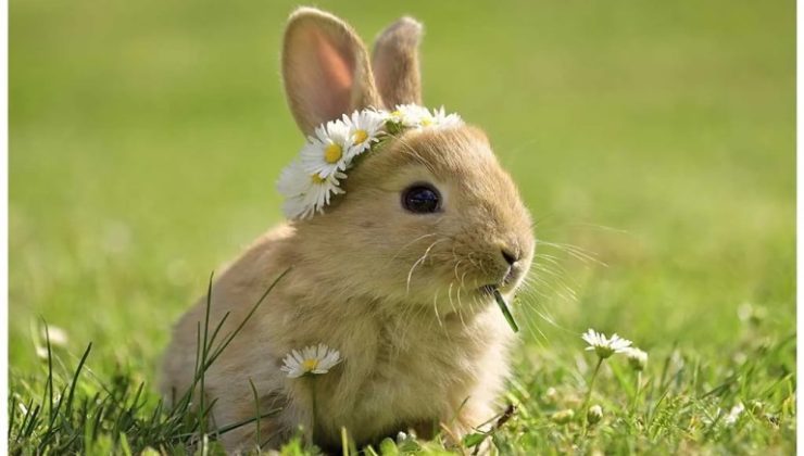 spring time animals