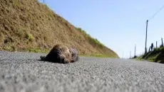 Wildlife Control for Road Safety