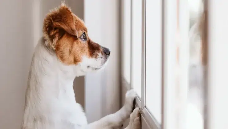 When To Consider Calming Meds For Dogs With Separation Anxiety