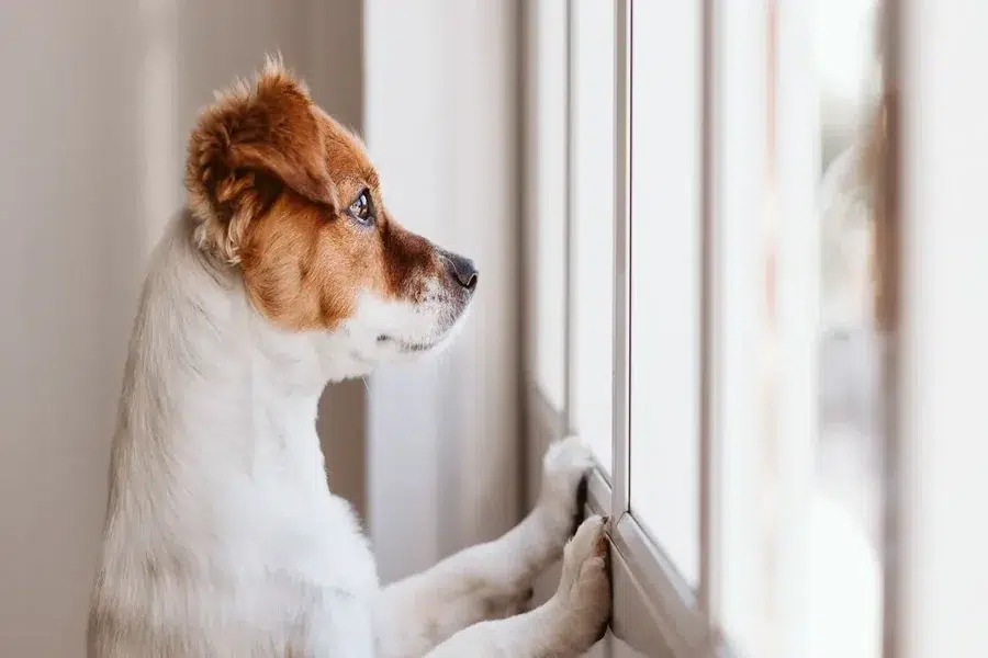 when-to-consider-calming-meds-for-dogs-with-separation-anxiety