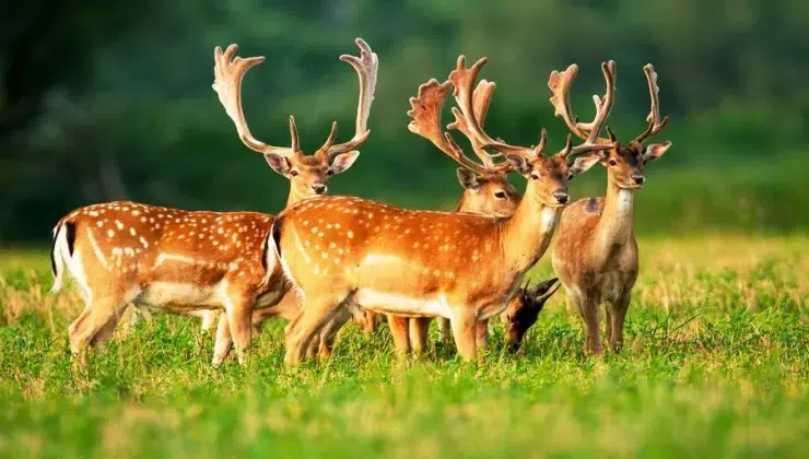 animals