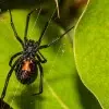 House Spiders
