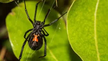 House Spiders