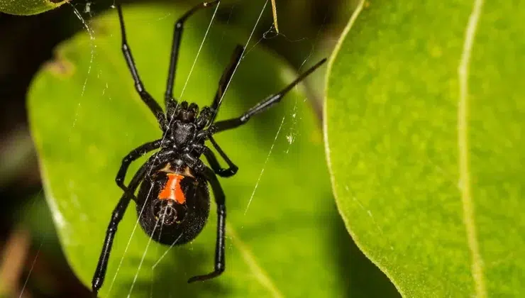 House Spiders