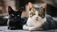 Clumping Cat Litter