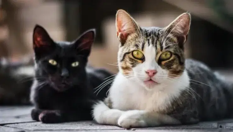 Clumping Cat Litter