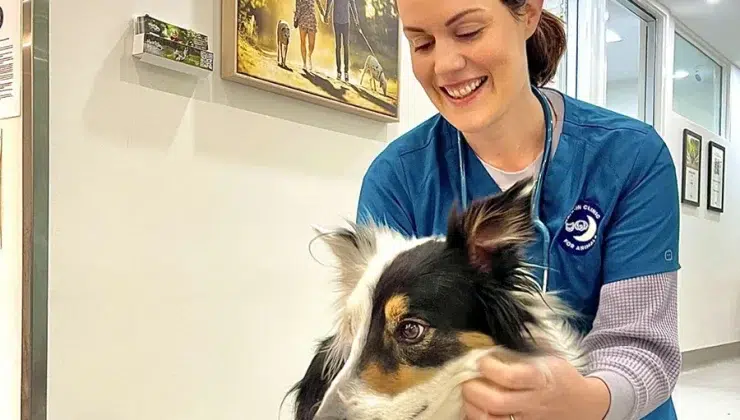 Pet Owner Anxiety