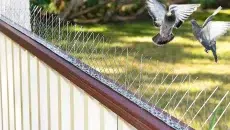 Protect Your Investment Durable Bird Spikes In Dubai