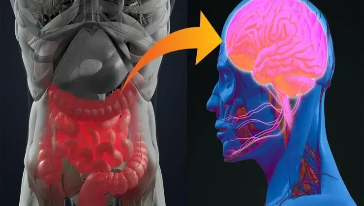 Why Your Brain Fog Might Be Starting in Your Gut