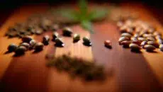Regular Seeds