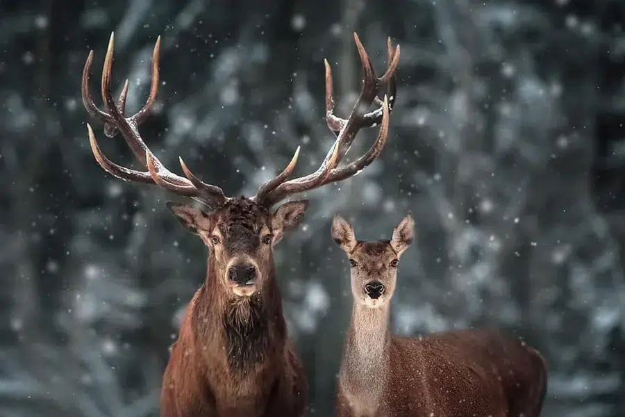 Deer Spirit Animal