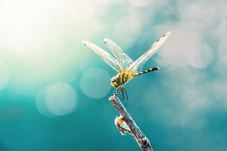 Dragonfly Spiritual Meaning