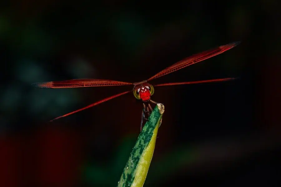 Dragonfly Spiritual Meaning