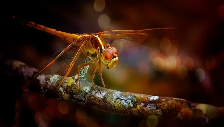 Dragonfly Spiritual Meaning