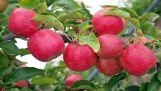 Favorite Apples