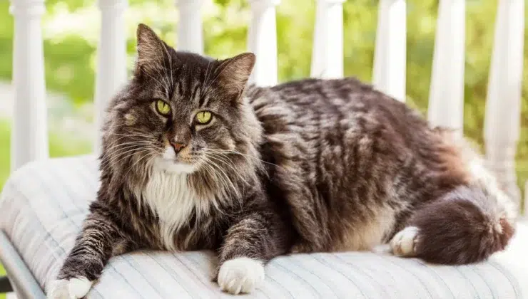 Quiet Cat Breeds