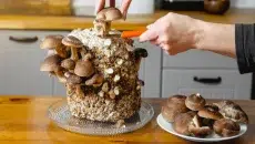 Mushroom