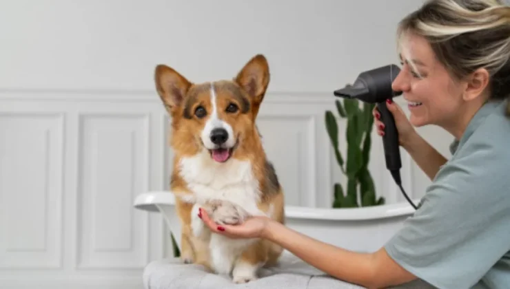 Grooming Salon