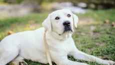 Labrador Puppy