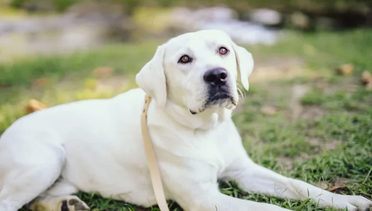 Labrador Puppy