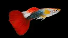 Guppy Fish
