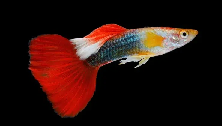 Guppy Fish