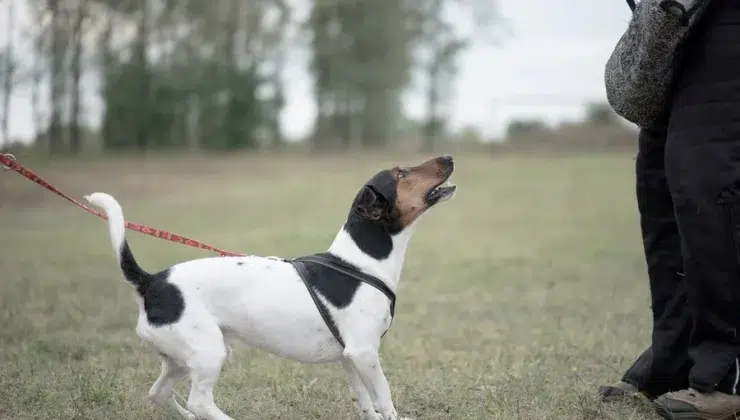 Reactive Dog Trainer
