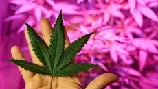 Cannabis Ratios