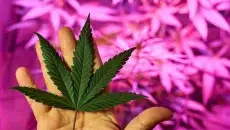 Cannabis Ratios