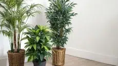 Artificial Plants