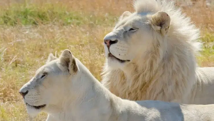 Sapne Me Lion Dekhna