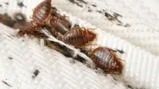 Bed bug