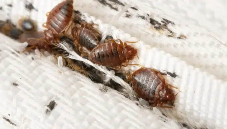 Bed bug