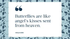 Unique Butterfly Quotes Short