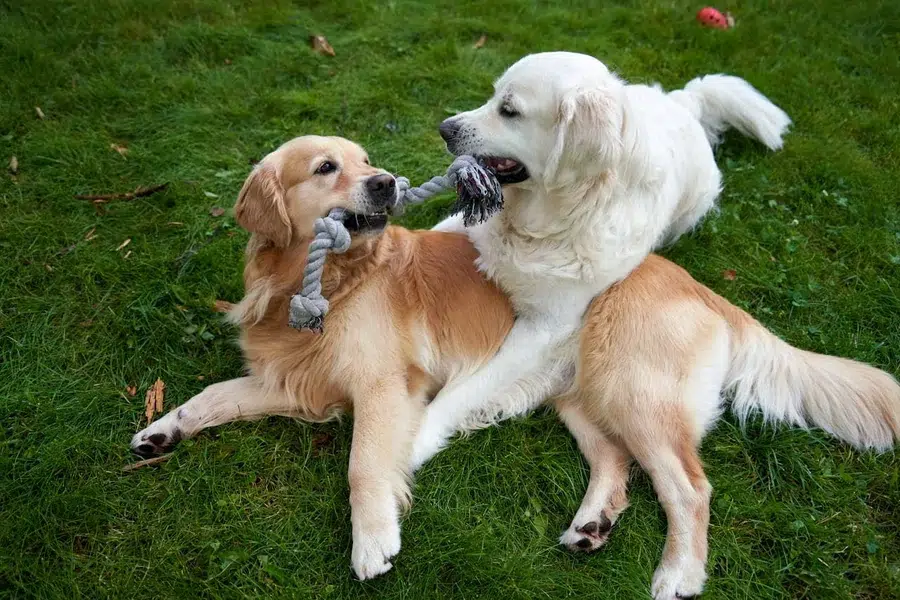 Edmonton Pet Owners