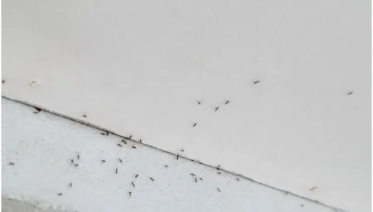 Pest Detection Saves