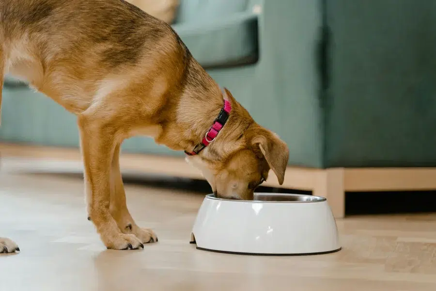 Boutique Pet Brands