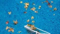 Pool Debris