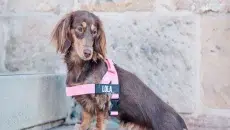 XSmall Dog Harness Care Guide How To Maintain Comfort And Durability