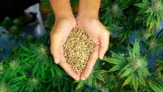 Seed