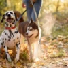 Trupanion vs. Fetch Pet Insurance