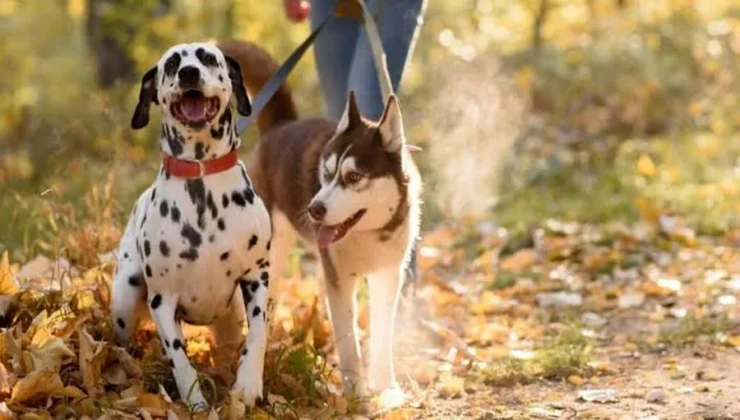Trupanion vs. Fetch Pet Insurance